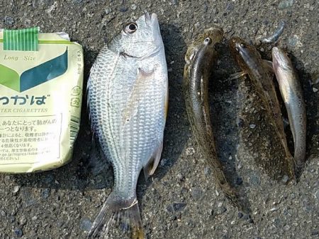 石津浜　太刀魚釣れてます。